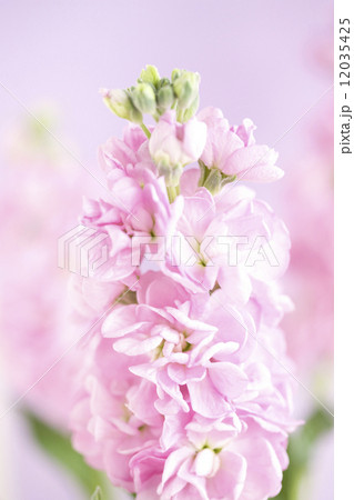 ストックの花 12035425