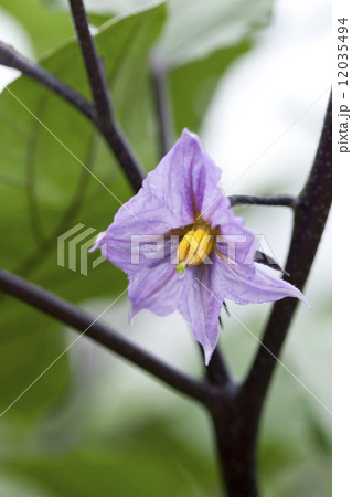 ナスの花 12035494