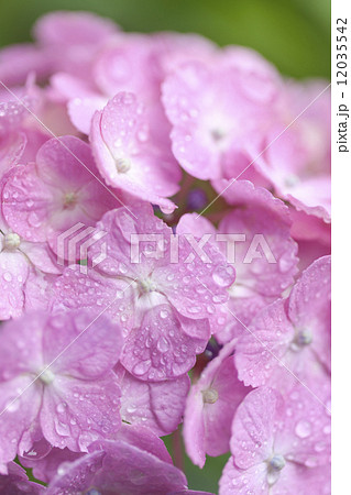 雨上がりのアジサイの花 12035542