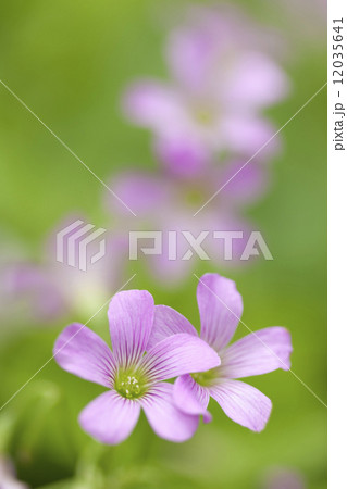 ムラサキカタバミ ムラサキカタバミ 12035641