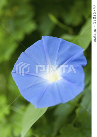 アサガオの花 12035747