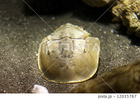 カブトガニ 12035767