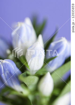 リンドウの花 12035859