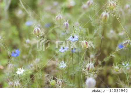 二ゲラ 二ゲラ 12035946