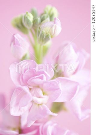 ストックの花 12035947