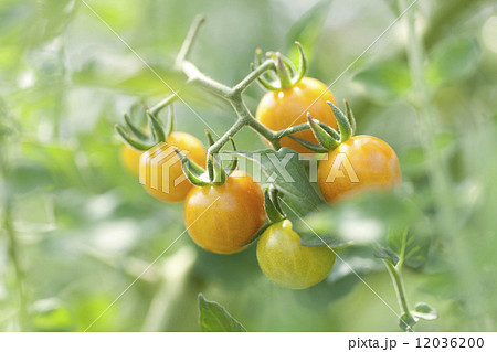 マイクロトマト 12036200
