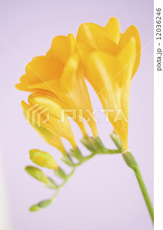 フリージアの花 12036246
