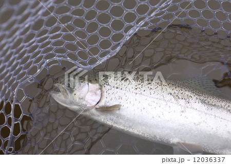 釣り上げたニジマス 12036337