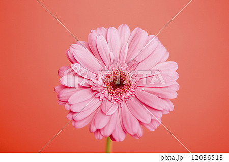 ガーベラの花 12036513