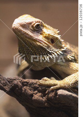 フトアゴヒゲトカゲ フトアゴヒゲトカゲ 12036736