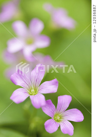 ムラサキカタバミ 12036887