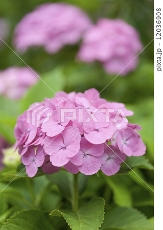 アジサイの花 12036908