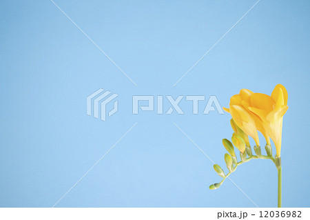 フリージアの花 フリージアの花 12036982