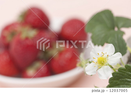 イチゴの花 12037005