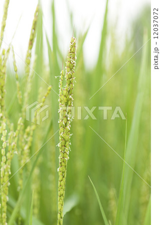 イネの花 12037072