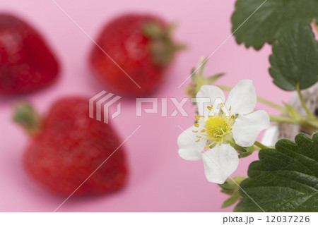 イチゴの花 イチゴの花 12037226