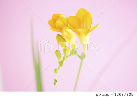 フリージアの花 12037309