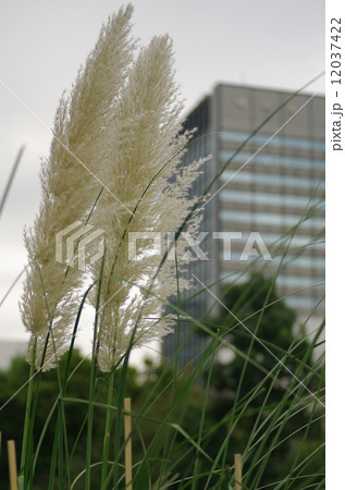 パンパスグラス 12037422