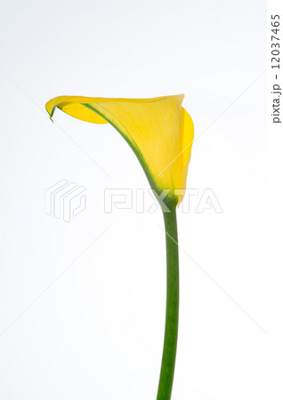 花　カラーリリー03（ミズザゼン） 12037465