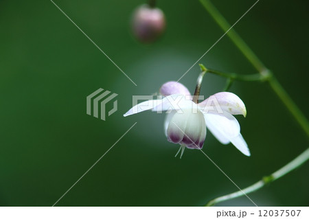 レンゲショウマ 12037507