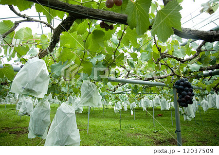 ぶどう棚 12037509