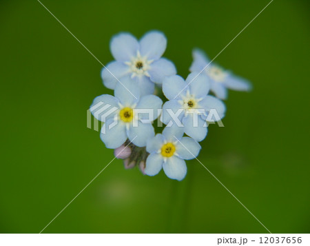 エゾムラサキ 12037656