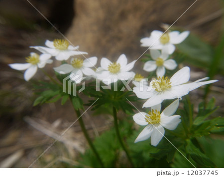 ハクサンイチゲ 12037745