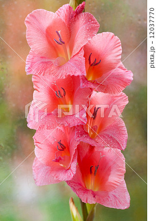 Beautiful pink gladiolus 12037770