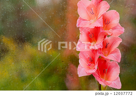 Beautiful pink gladiolus Beautiful pink gladiolus 12037772