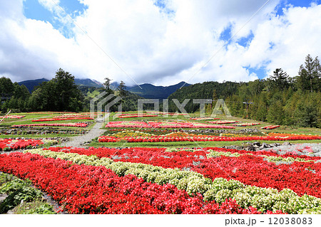 御嶽山麓のお花畑 御嶽山麓のお花畑 12038083