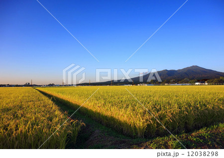 鳥海山と秋の田園風景 鳥海山と秋の田園風景 12038298