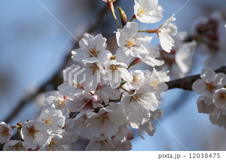 桜 桜 12038475