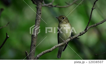 メスのキビタキ 1 メスのキビタキ 1 12038507