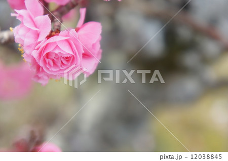 八重寒紅梅 12038845