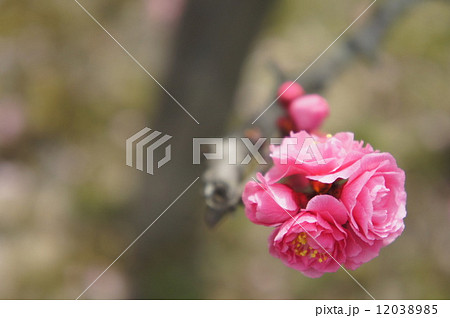 八重寒紅梅 八重寒紅梅 12038985