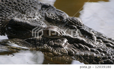 ワニの目 12039180