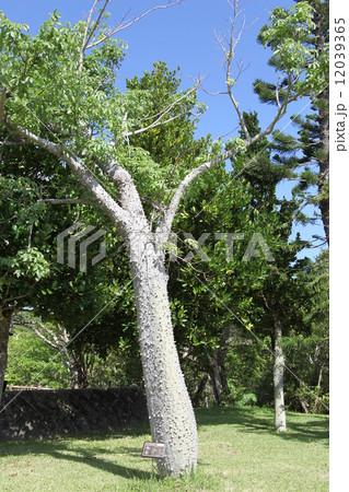 トックリキワタ  石垣島 12039365