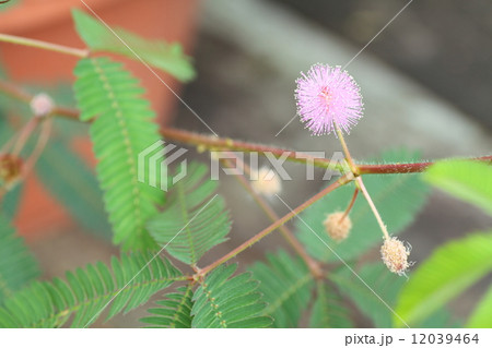 オジギソウの花 オジギソウの花 12039464