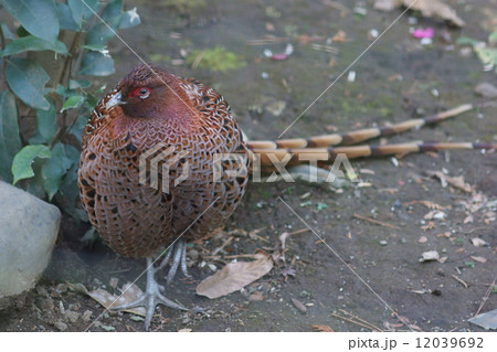 北山鳥　山地に生息しているのでヤマドリ 12039692