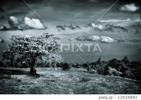 Lone Tree Lone Tree 12039992