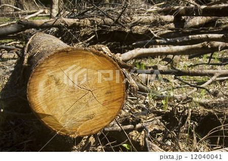 Forest Destruction 12040041