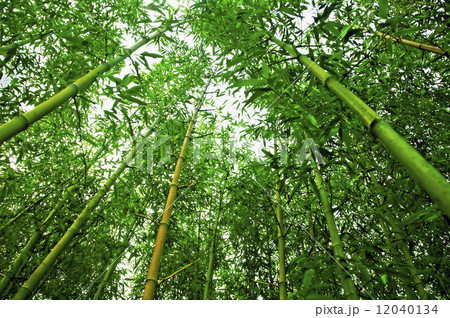 Bamboo Bamboo 12040134