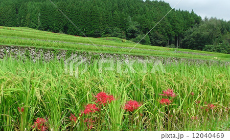 彼岸花の咲く棚田 12040469