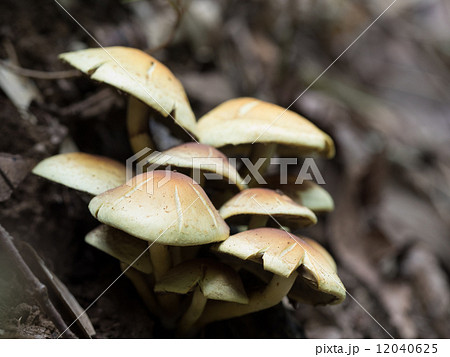 猛毒のニガクリタケ 12040625