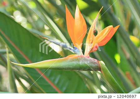 ゴクラクチョウカの花の写真素材