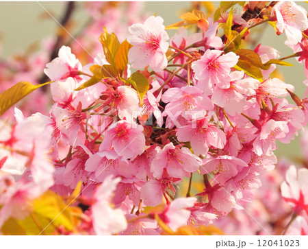 河津桜 河津桜 12041023