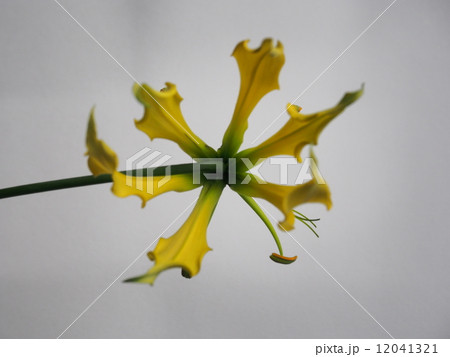 グロリオサ 12041321