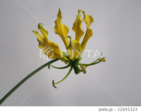 グロリオサ 12041323