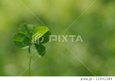 四つ葉のクローバー 12041384