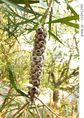 ぶらしのきシリーズ 12041390